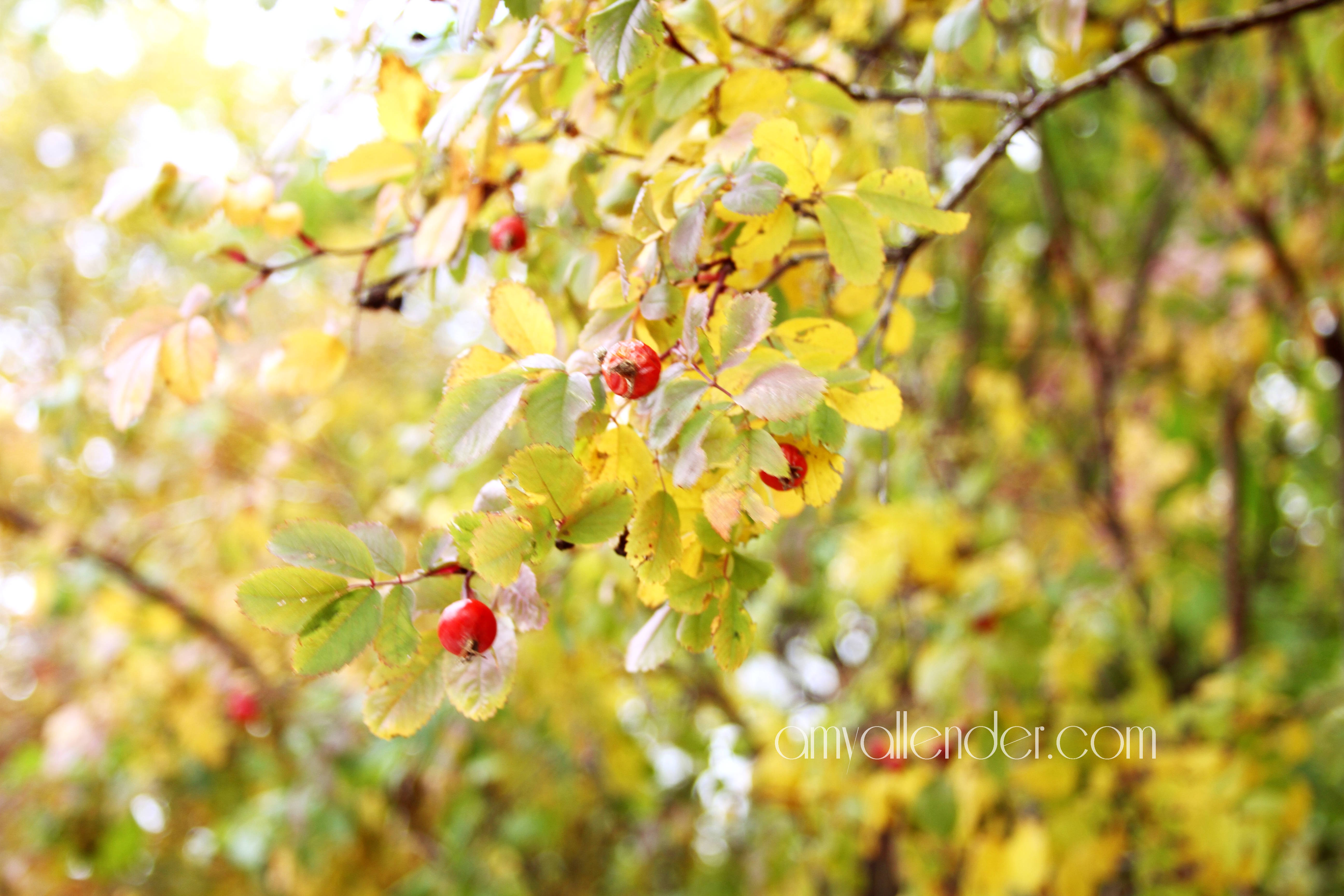 A Minot Fall Bucket List | Minot Monday