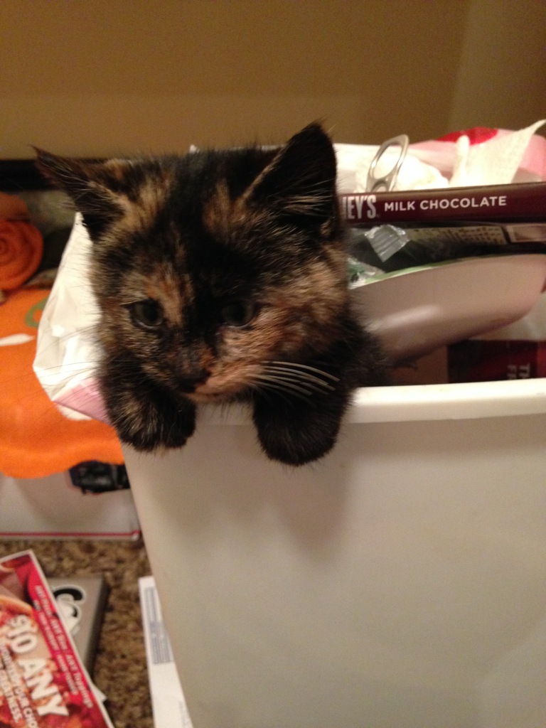 Thanksgiving Kitten Thanksgiving Kitten