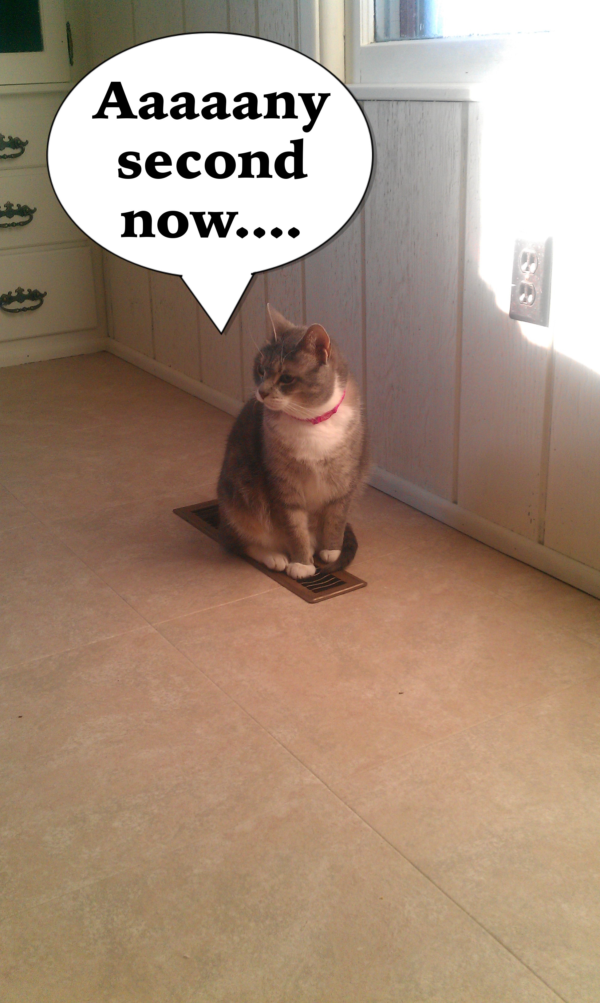 heater cat Amy Allender