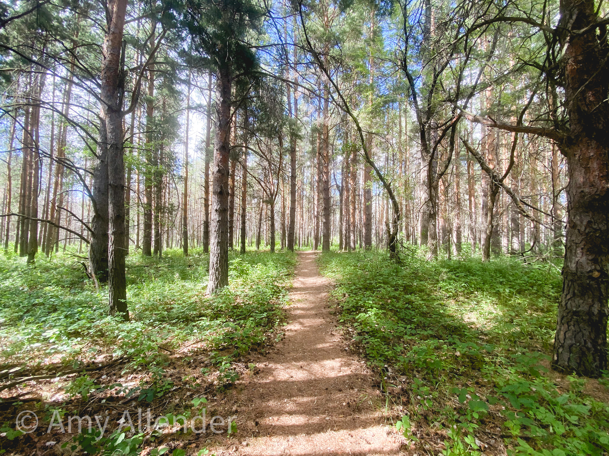 Forest Hike and Explore Denbigh Experimental Forest | Minot Monday