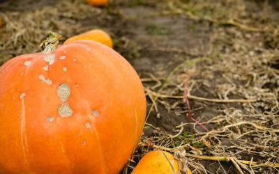 Minot’s Pumpkin Walk An Ultimate Fall Family Activity | Minot Monday